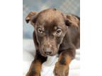 Adopt Tara a Brown/Chocolate Doberman Pinscher / Mixed dog in Espanola