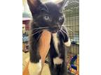 Adopt Berlioz a All Black Domestic Shorthair / Domestic Shorthair / Mixed cat in