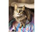 Adopt Honey Bee a Brown or Chocolate Domestic Longhair / Domestic Shorthair /