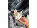 Adopt Mittlang a White Domestic Shorthair / Domestic Shorthair / Mixed cat in