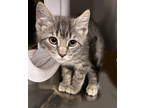 Adopt Lisa a Brown or Chocolate Domestic Shorthair / Domestic Shorthair / Mixed