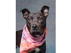 Adopt Missy a Black Terrier (Unknown Type, Small) / Mixed dog in Atlanta