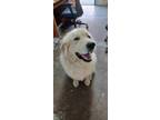 Adopt ACE a White Great Pyrenees / Mixed dog in Greenville, KY (41459656)