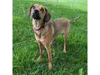 Adopt Dottie a Tan/Yellow/Fawn Mixed Breed (Medium) / Mixed dog in Lansing