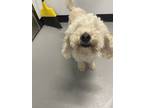 Adopt Casper a White Mixed Breed (Small) / Mixed dog in New Castle