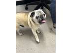 Adopt Pugsley a Tan/Yellow/Fawn Pug / Mixed dog in New Castle, DE (41459652)