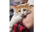 Adopt Preston a Orange or Red Domestic Longhair / Domestic Shorthair / Mixed cat