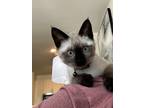 Adopt Pierre a Cream or Ivory Siamese / Mixed (short coat) cat in Dallas