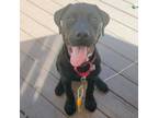 Adopt Paddy a Rottweiler, Mixed Breed