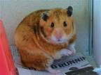 Adopt JANE a Hamster (medium coat) small animal in Denver, CO (41456995)