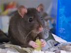 Adopt JOHN a Rat (medium coat) small animal in Denver, CO (41456993)