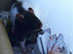 Adopt GEORGE a Rat (medium coat) small animal in Denver, CO (41456991)