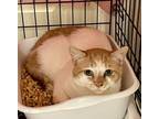 Adopt Matty a Domestic Short Hair