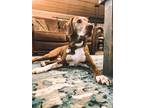 Adopt Podrick a Brown/Chocolate Hound (Unknown Type) / Mixed dog in Oklahoma