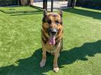 Adopt NASH a Black German Shepherd Dog / Mixed dog in Tustin, CA (40982363)
