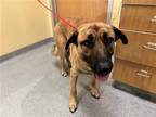 Adopt BENNY a German Shepherd Dog / Mixed dog in Tustin, CA (41459604)