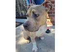 Adopt Sugar a Merle American Pit Bull Terrier / Mixed dog in Oak Park