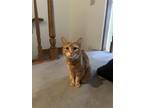 Adopt Sammi a Orange or Red Tabby American Shorthair / Mixed (short coat) cat in