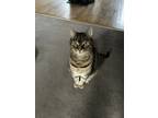 Adopt Milo a Gray, Blue or Silver Tabby American Shorthair / Mixed (short coat)