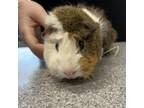 Adopt Peanut-- Bonded Buddy With Bola a Guinea Pig small animal in Des Moines