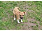 Adopt Faye a Red/Golden/Orange/Chestnut - with White German Shepherd Dog / Boxer