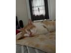 Adopt Mac a Orange or Red (Mostly) Domestic Shorthair / Mixed (short coat) cat