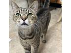 Adopt Mini a Domestic Short Hair