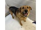 Adopt Tommy a Shepherd