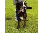Adopt Elvis a Bernese Mountain Dog