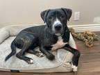 Adopt Ralphie a Black - with White Labrador Retriever / Mixed dog in Orem