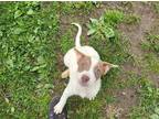 Adopt Axis a White - with Red, Golden, Orange or Chestnut Spaniel (Unknown Type)