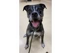Adopt Buster a Boxer, Pit Bull Terrier
