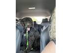 Adopt Quinn a Black - with White Labradoodle / Mixed dog in Fairmont