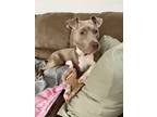 Adopt Willow a Tan/Yellow/Fawn American Pit Bull Terrier / Cane Corso / Mixed