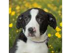 Adopt Marty a Collie, Pit Bull Terrier