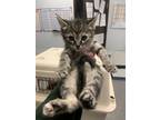 Adopt Charlie a Gray or Blue Domestic Shorthair / Domestic Shorthair / Mixed cat
