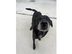 Adopt Shaylee a Black Mixed Breed (Medium) / Mixed dog in Manteo, NC (41454218)
