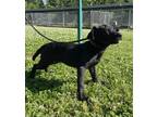 Adopt Minnie a Black Retriever (Unknown Type) / Retriever (Unknown Type) / Mixed