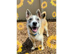 Adopt Chase a Brown/Chocolate Husky / Mixed dog in Sterling Heights