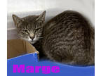 Adopt Marge a Gray or Blue Domestic Shorthair / Mixed Breed (Medium) / Mixed