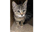 Adopt Bart a Gray or Blue Domestic Shorthair / Domestic Shorthair / Mixed cat in