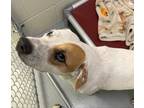 Adopt Charlotte a White Hound (Unknown Type) / Mixed Breed (Medium) / Mixed