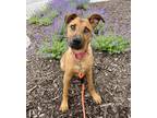 Adopt Scooby a Brown/Chocolate Mixed Breed (Large) / Mixed dog in Kansas City