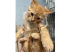 Adopt Nutter Butter a Orange or Red Domestic Shorthair / Mixed Breed (Medium) /