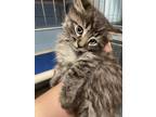 Adopt Popcorn a Gray or Blue Domestic Shorthair / Domestic Shorthair / Mixed cat