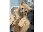 Adopt Candy Corn a Orange or Red Domestic Shorthair / Mixed Breed (Medium) /