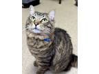 Adopt Nacho Supreme a Domestic Medium Hair, Domestic Short Hair