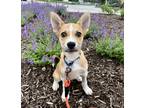 Adopt Luna a Tan/Yellow/Fawn Mixed Breed (Medium) / Mixed dog in Kansas City