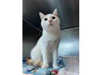 Adopt Darvin a White Domestic Shorthair / Domestic Shorthair / Mixed cat in