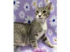 Adopt Hedy a Brown or Chocolate Domestic Shorthair / Domestic Shorthair / Mixed
